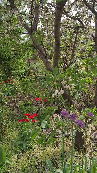 Продам дом в селе Красносёлка / Светлое, 5 км. от Одессы Красносилка - изображение 8