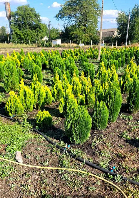 Продаж комерційне приміщення на ул. Молодіжна, 5 приміщень - 1, поверх - 1 Rozdil'na - photo 6