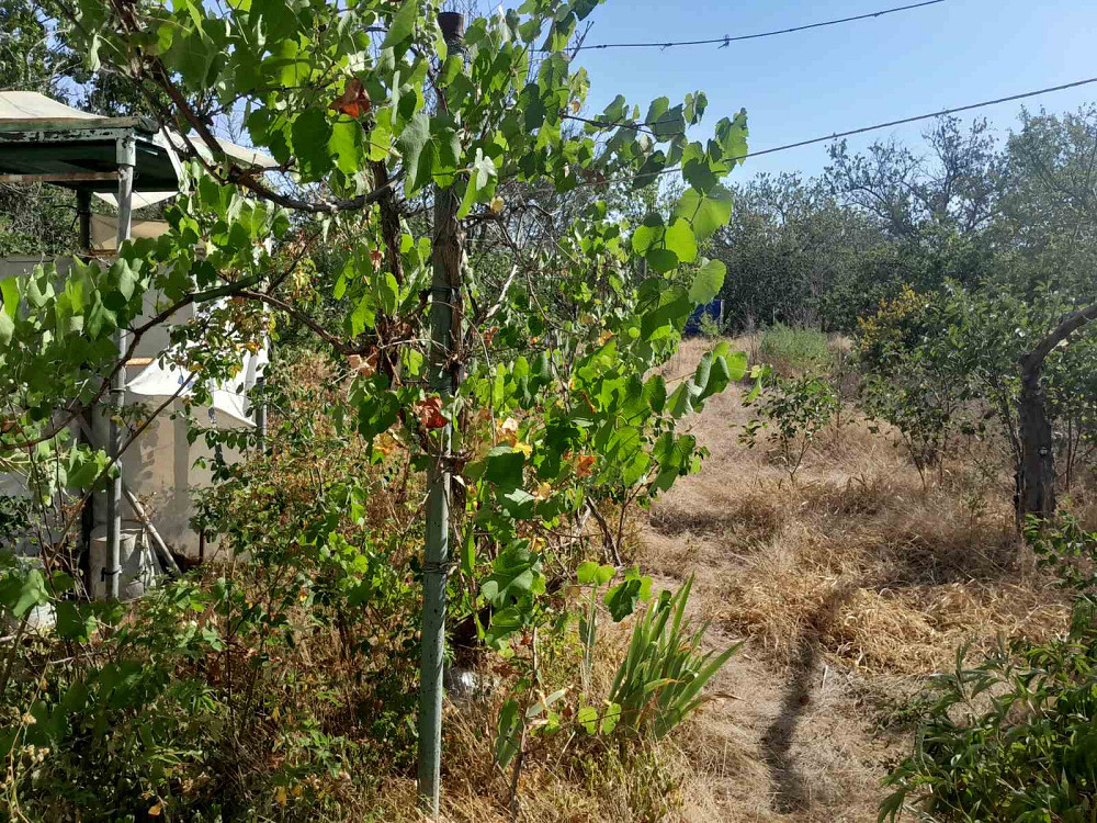 Продам дачу в с.Христиновка возле Хаджибеевского лимана Єгорівка - фото 8