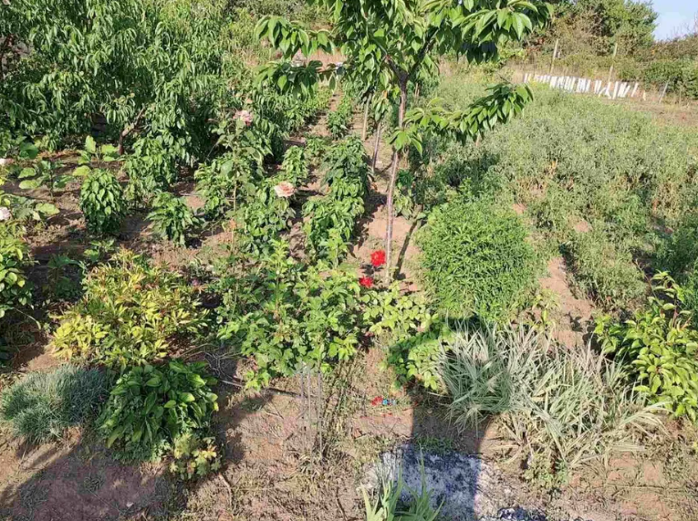 Продам дачу на берегу Аджалыкского лимана (Новодофиновские дачи) Нова Дофінівка - фото 12