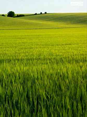 Продаж земельної ділянки 10 соток на Лісова 