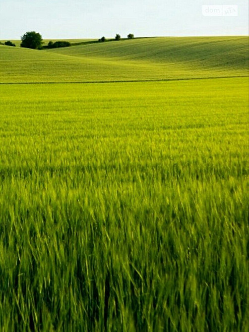 Продаж земельної ділянки 10 соток на Лісова  - фото 2