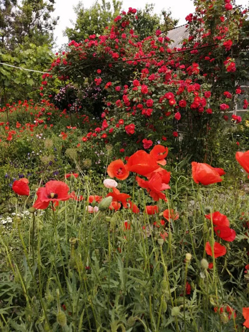 Продається будинок з ексклюзивною земельною ділянкою в центрі міста. Кропивницький - фото 18