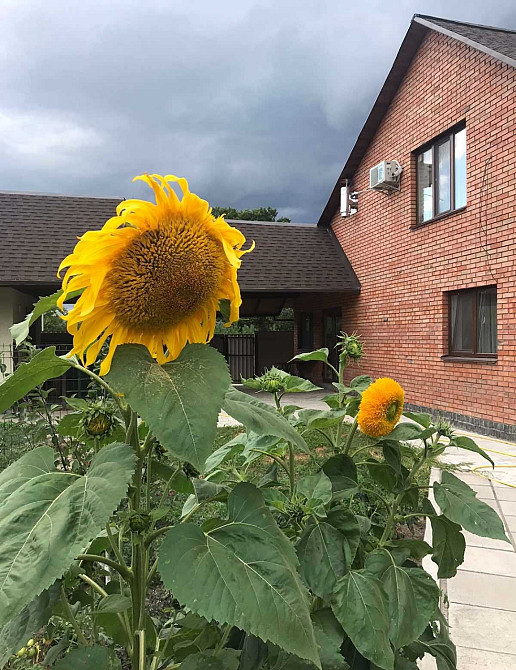 Оренда 2-поверховий Будинок  110 кв.м 3 кімн. на Скоморохи Житомир - изображение 4