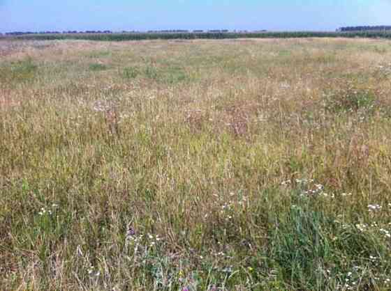 Продаж земельної ділянки 50 соток Головурів