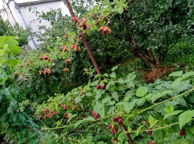 Продам 2-х этажный капитальный дом в с.Светлое (5 км от Одессы) Світле - фото 19