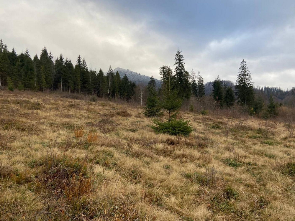 Продаж земельної ділянки 59 соток Hrebeniv - photo 5