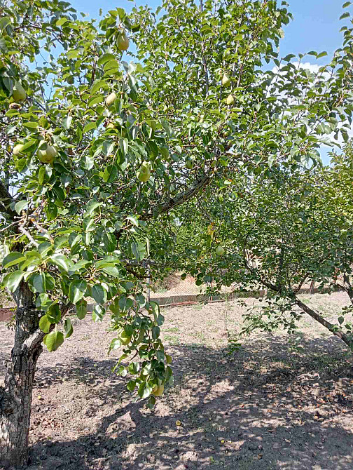 Продам дачу на берегу Хаджибеевского лимана (35 км от Одессы) Єгорівка - фото 17