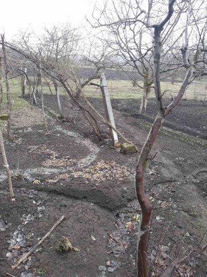 Продаж земельної ділянки 0.2 соток на ул. Московская, 1 Августівка - фото 2