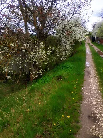 For sale land plot  area 6 ares Зелена вулиця  - photo 15