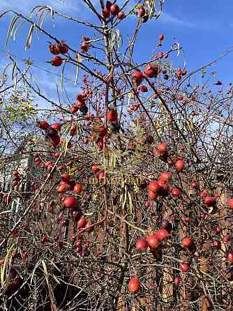 Продам дачу в Великій Бугаївці 