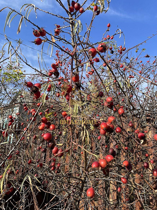 Продам дачу в Великій Бугаївці  - фото 5