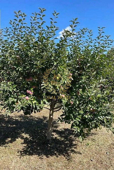 Продам будинок в Устимівці Устимівка - фото 19