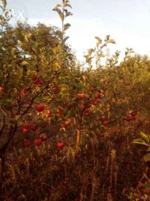 Продаж Будинок  - photo 4