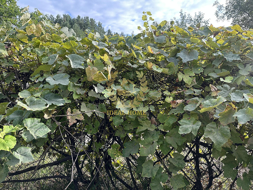 Продаж земельної ділянки 6 соток на Садовая ул., 1 Ясногородка (Вишгородський район) - изображение 9