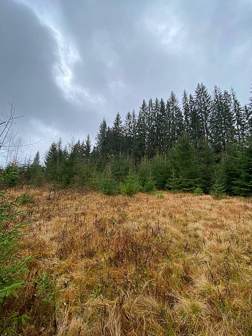 Продаж земельної ділянки 1 га  - photo 2