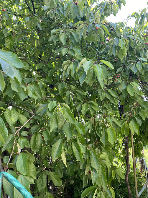 Дом в Лесках вблизи моря на 10 сотках Ліски (Комінтернівський район) - фото 17