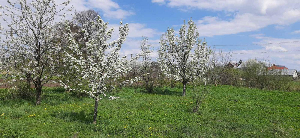 Продаж 2-поверховий Будинок з ділянкою 28 сот 262.4 кв.м 7+ кімн. на Польова вул. Ременів - фото 14