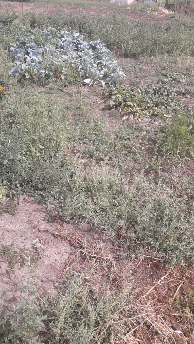 Продаж земельної ділянки 25 соток на вул. Слобожанська  - фото 1