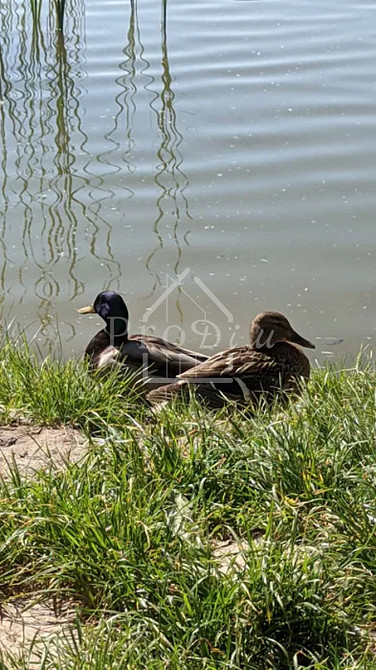 Оренда Квартира 1-кімнатна, 5/14 поверх на Науки просп., 54б Київ - фото 18