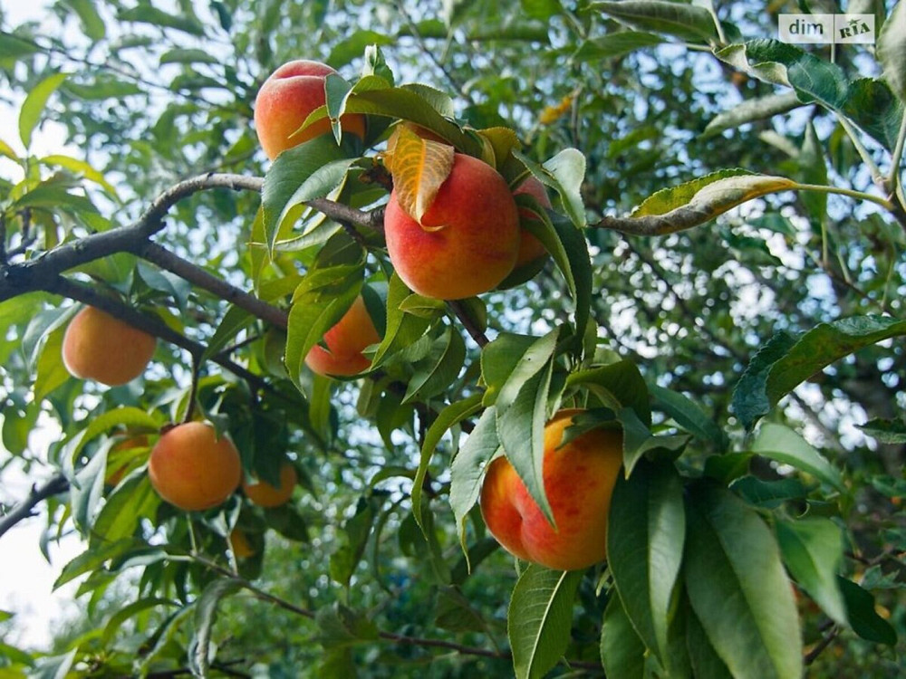 Продаж Будинок на Юхима Сіцінського (С. Наливайка) Вінниця - фото 2