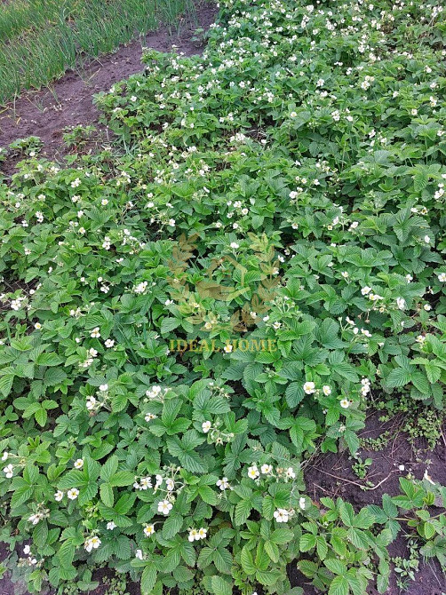 Продаж будинку місто Бориспіль Полевой провулок Бориспіль - фото 8