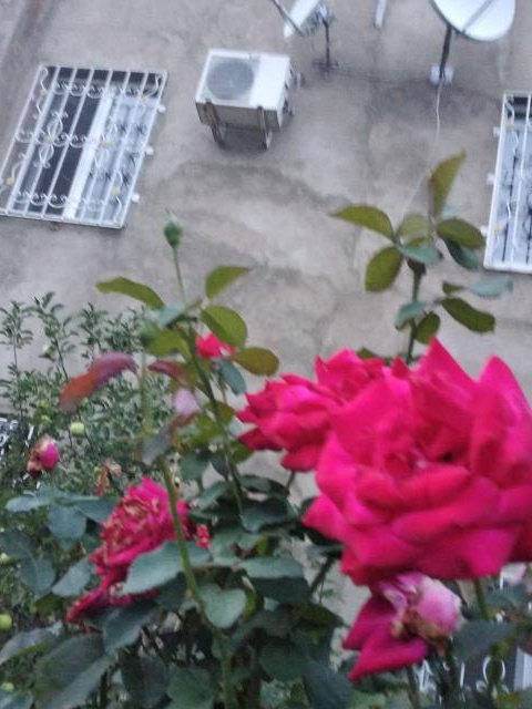 Продаж земельної ділянки 0.1 соток на ул. Северная, 44 Ліски (Комінтернівський район) - фото 7