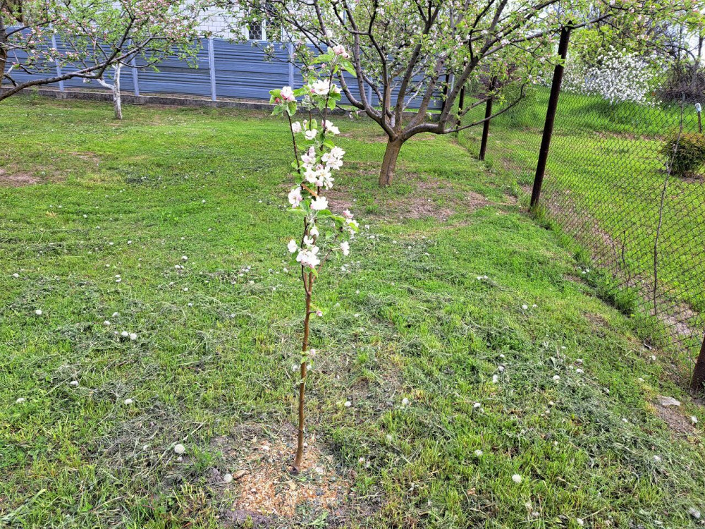 Продаж земельної ділянки 6 соток на садовое товарищество - Сулимовское-1 Сулимовка (Яготинський район) - изображение 3