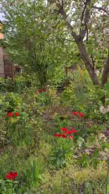 Продаж земельної ділянки 0.1 соток на ул. 29-я улица (ул. Старые дачи), 1685 Свитле