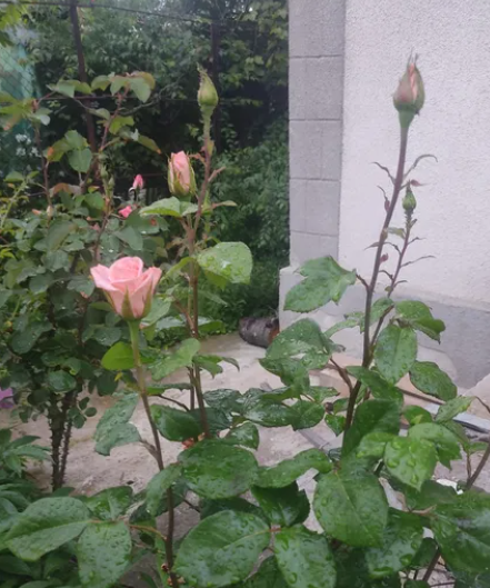 Дом в Алтестово, рядом лес и лиман. Алтестове - фото 5