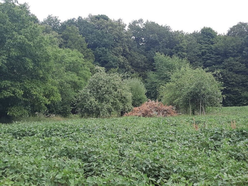 Продаж земельної ділянки 40 соток  - фото 12