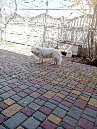 Аренда 1-этажный Дом 100 кв.м 3 комн. на Одесская Фонтанка