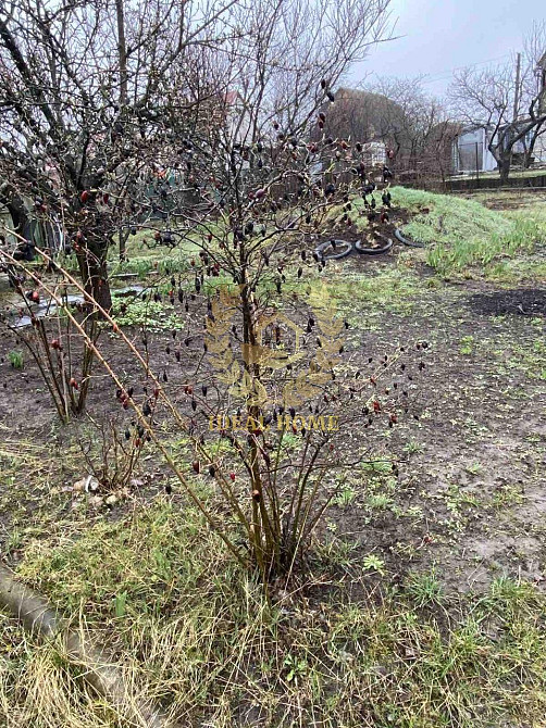 Продам дачний будинок Здорівка Zdorivka - photo 14