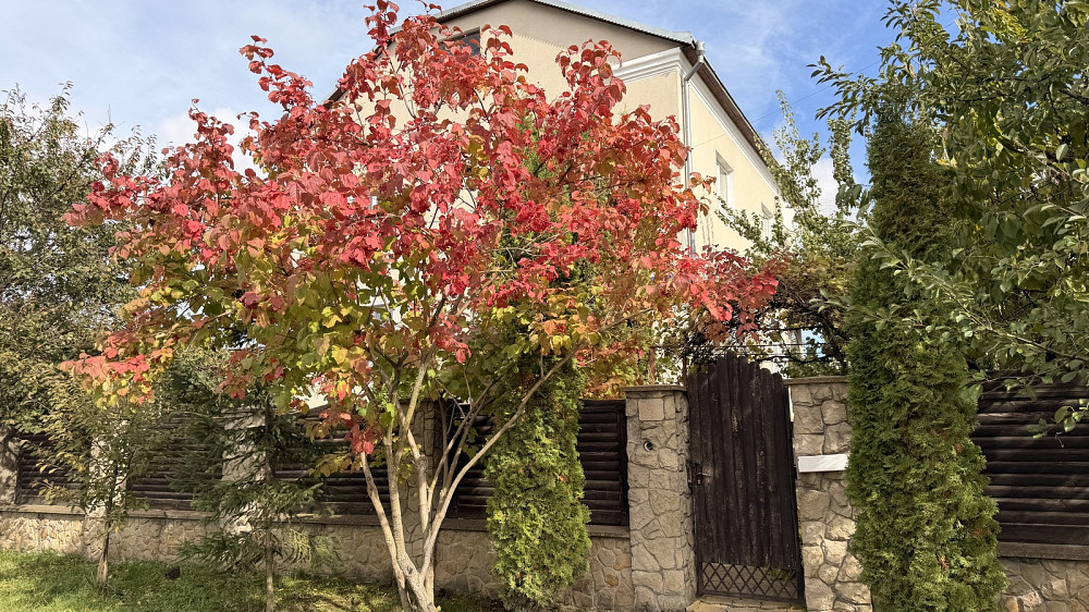 Продаж окремого будинку з ремонтом і ділянкою 11 сотих у с. Біла  - фото 2