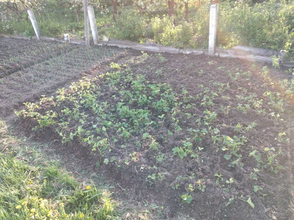 Продаж Будинок Підлужжя - фото 10