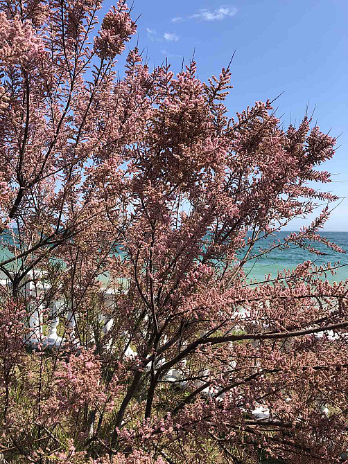 Сосновый берег Фонтанка - фото 7