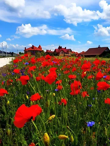 Продажа земельного участка  площадь 26 сот Тернопільська вулиця  - изображение 1