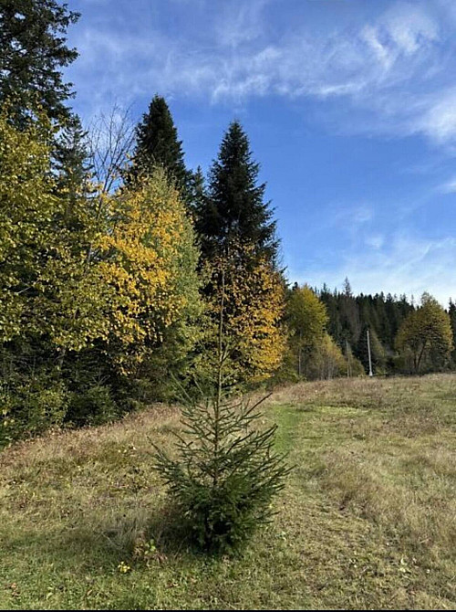 Продаж земельної ділянки 53.33 соток  - photo 4