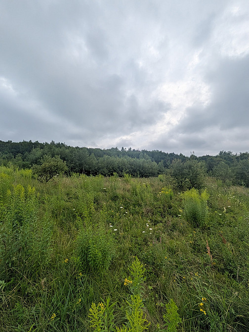 Продаж земельної ділянки 1 га на Урочище Біля Шевадуцької Наталії Viktoriv - photo 8