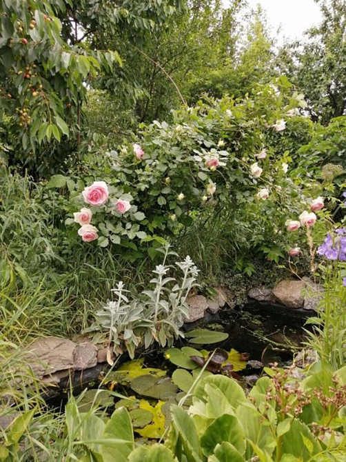 Продається будинок з ексклюзивною земельною ділянкою в центрі міста. Кропивницький - фото 15