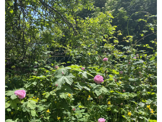 Продаж земельної ділянки 0.1 соток на вулиця Академика Вильямса, 51 Одеса - фото 8