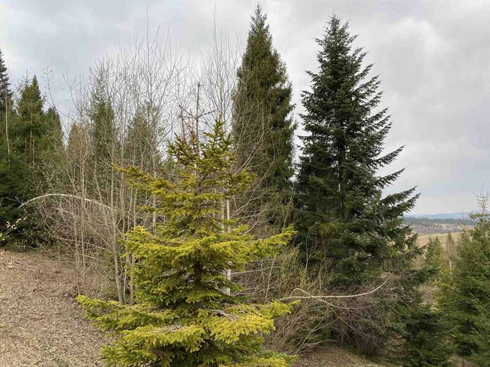 Продаж Квартира на улица Під Митою 13 Орявчик - изображение 4