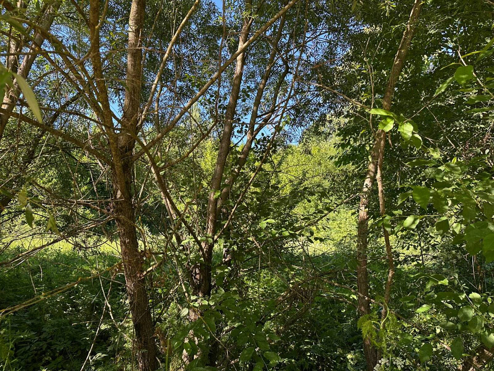 Продаж земельної ділянки 25 соток Posich - photo 5