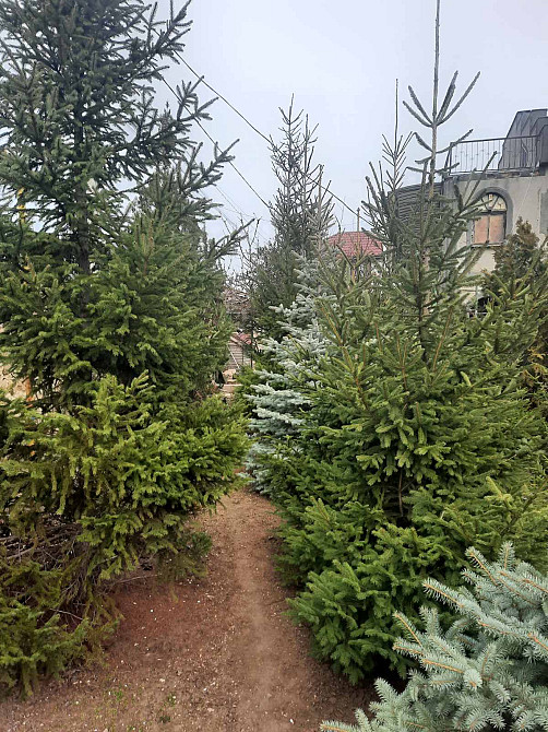 Дом - усадьба в пос. Нати на 50 сотках земли Нерубайське - фото 4