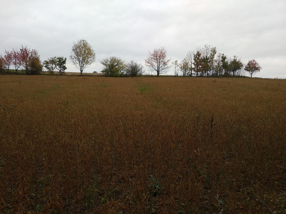 Продаж земельної ділянки 45.45 соток Олеша - изображение 1