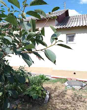 Продається будинок в Іличанці на 5 сотках землі. 