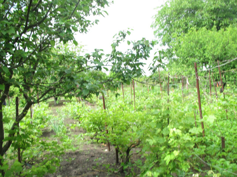 Продам дом в с. Выгода (40 км от Одессы) Вигода - фото 3