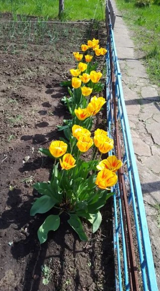 Продаж Будинок 2-кімнатний на ул. Светлая, СТ Дорожник, 85 Калиновка (Иванивський район) - изображение 13