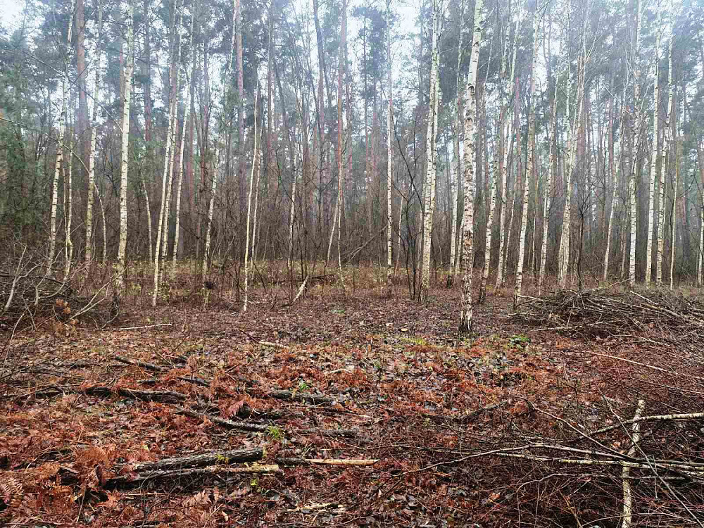 Продаж земельної ділянки 24 соток  - фото 8