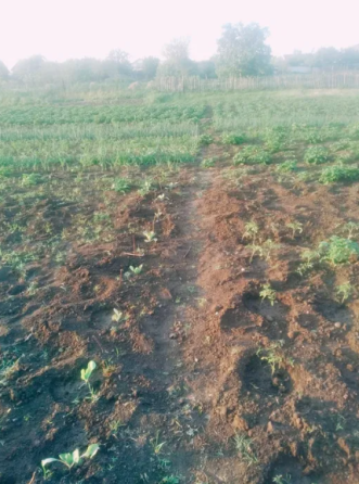 Продам дом с газом в с.Бурдовка (Раздельнянский р-н, 46 км от Одессы) Бурдівка